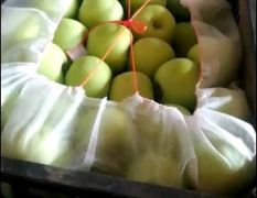 辛集市藤木苹果大量有货价格便宜