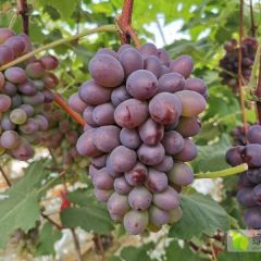 玫瑰花香味的精品小葡萄，大连泡崖茉莉香