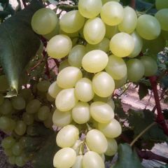 农户大量出售葡萄
