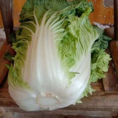 精品大白菜大量上市中，基地直供，质量可靠，包装齐全，诚信