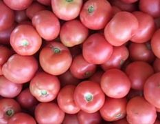 优质西红柿上市