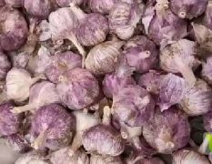 聊城紫红皮大蒜，净蒜，蒜种，毛头净头蒜把