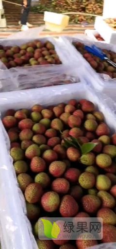 广东省阳江市阳西县大量供应妃子笑荔枝