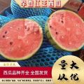 山东万亩精品早春红玉系列小型西瓜产地直发