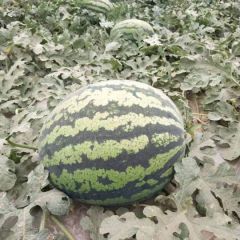 大鲜生农产品销售中心