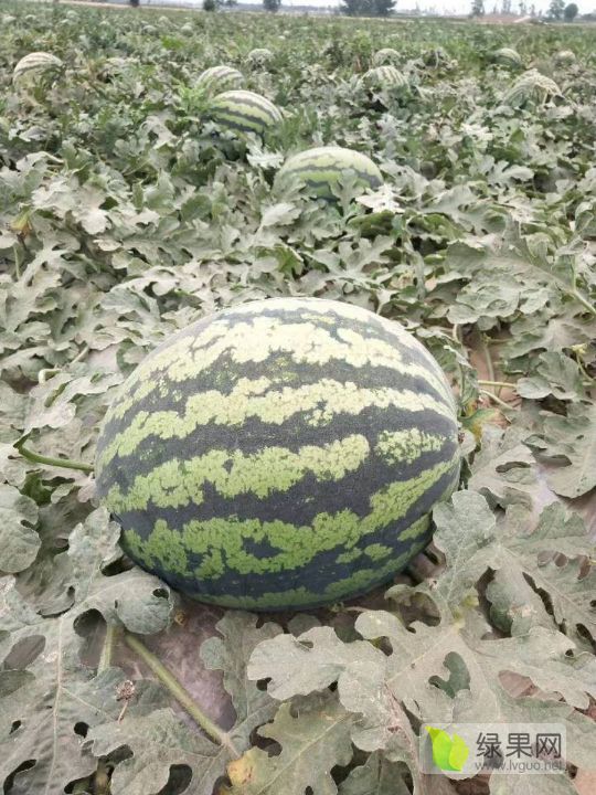 甜王系列价格
