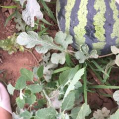 甜王西瓜，龙卷风西瓜，大量上市