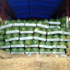 开封通许沙土地西瓜 大量上市口感好甜度高诚信经营 一次合作 终身朋友