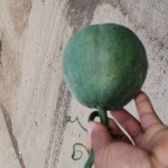 山东莘县山堂绿宝甜瓜大落价