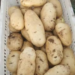 山东肥城荷兰十五土豆大量上市中，颜色好，个头大