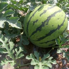 唐河西瓜就是这么沙甜