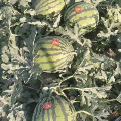 甜王货源充足，产地直销，18736111632