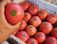 硬粉西红柿产地直销，超市专供！