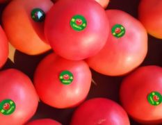 万亩西红柿值得出手，产地直销！