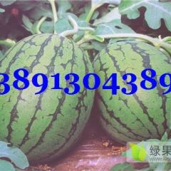 陕西万亩田王西瓜产地批发，大棚田王西瓜产地价格