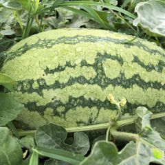 2020西瓜火爆进行中.....