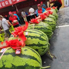 2021宁夏中卫硒砂瓜全国招募