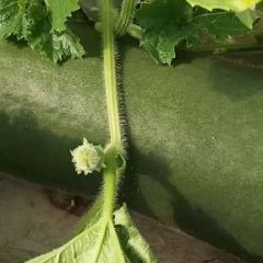 大量出售黑皮地东瓜和吊瓜