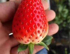 章姬草莓苗价格、章姬草莓苗基地批发