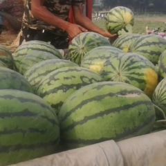 清苑西瓜大量上市中，产地直供