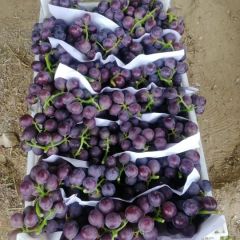 山东省平邑县武台镇藤稔葡萄