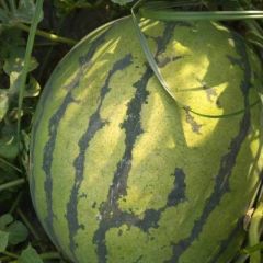 供应 陕西省大荔县成熟西瓜，大量批发 质优味美