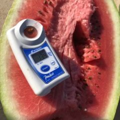 甘肃晒沙瓜金花一号订货喽订货喽