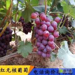 红无核葡萄河北邯郸葡萄精品葡萄大棚葡萄