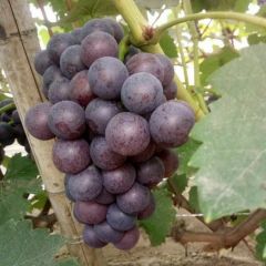 河北乒乓球葡萄产地