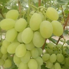 河北饶阳葡萄产地