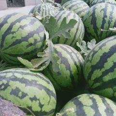 8424西瓜大量上市