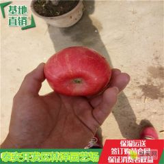 富士苹果苗价格、富士苹果树苗基地哪里便宜