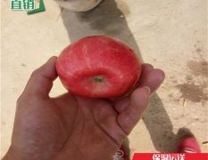 富士苹果苗价格、富士苹果树苗基地哪里便宜