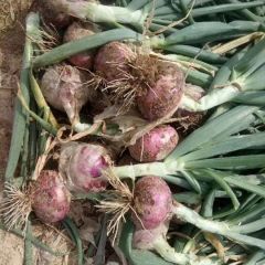 聊城二红半高庄洋葱