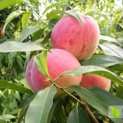 大量毛桃出售，急求收购客户