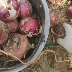万亩洋葱基地，质量有保障