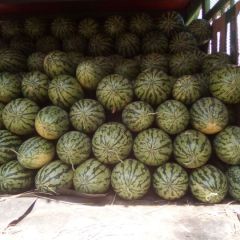 广西南宁市西瓜大量上市