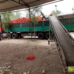 徐州沛县洋葱黄葱大量上市了！代购代发！