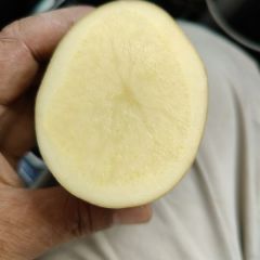 大量出售荷兰15希森6.中一薯黄皮黄心土豆