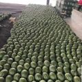 早春红玉西瓜，全美2k西瓜，价格便宜，保熟保甜