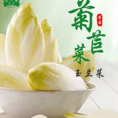 芽球菊苣、室内低温水培基地、全年供应