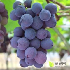 巨峰大棚葡萄上市