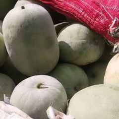 一串铃，棒槌冬瓜。大量上市，量大从优。