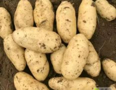 河北定州蔬菜基地土豆大量上市