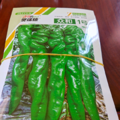 山东青州陇椒种子、西瓜种子