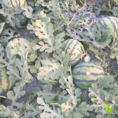 芝麻洼乡甜王西瓜，美都西瓜