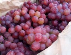 河北邯郸葡萄种植基地 新鲜葡萄大量上市。颗粒大。