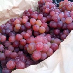 河北邯郸葡萄种植基地 新鲜葡萄大量上市。颗粒大。