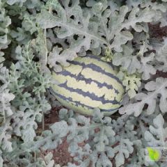 金品甜王大量上市中