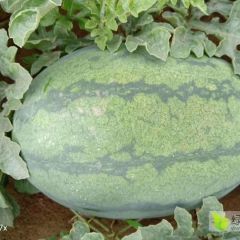 龙卷风西瓜大量有货 冠龙有货